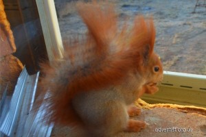 phoca_thumb_l_foto_3
