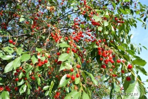phoca_thumb_l_foto_9
